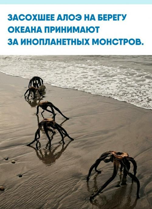 Эти пугающие создания, неспешно передвигающиеся по пляжу, не имеют ничего общего с пилотами нло.  