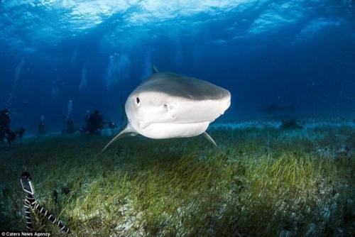 Как выглядит пасть акулы изнутри. 06