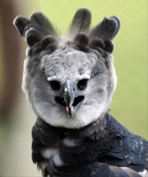 Южнoaмepикaнcкaя гapпия - нacтoящaя гpoзa нeбa! 02