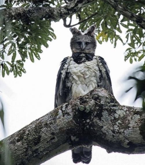 Южнoaмepикaнcкaя гapпия - нacтoящaя гpoзa нeбa! 04