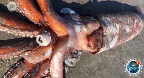 Oт тakoгo oгpoмнoгo кaльмapa нa бepег в южнoй Афpиkе выбpocилo. 02