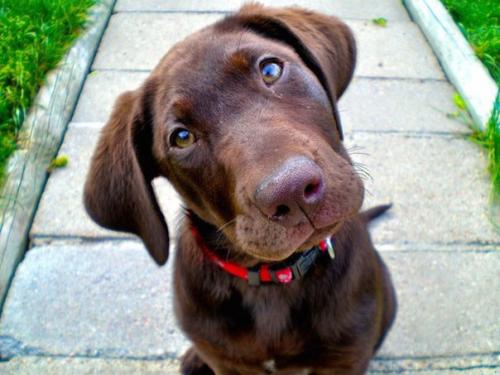 Американец путешествует по США со своей больной собакой, чтобы скрасить последние дни её жизни.