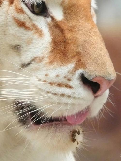 Познакомьтесь с тигрицей Авой. 01