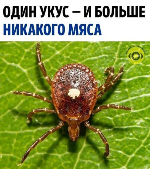 В южных и восточных штатах США живёт клещ Lone Star Tick.  