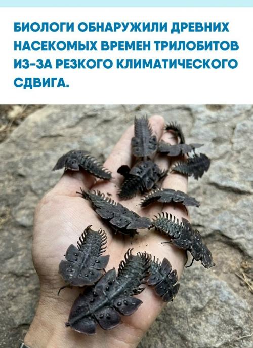 Ученые нашли массовое скопление жуков, чей облик оставался неизменным на протяжении сотен миллионов лет.  