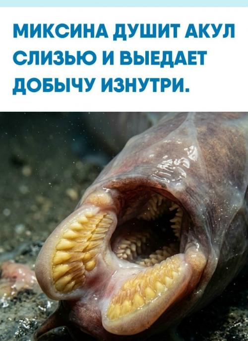 Этот безглазый морской кошмар появился задолго до динозавров и пережил пять массовых вымираний почти без изменений.  