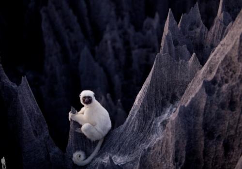 На протяжении многих миллионов лет вода и ветер превратили карстовые скалы в необыкновенный каменный лес. 01