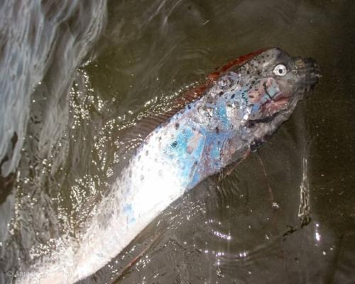 Сельдяной король (Regalecus Glesne). 05