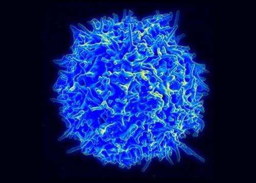 Испытания перспективной терапии рака приостановили после смерти трех пациентов.