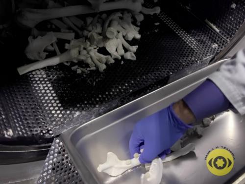 Ресомацию признают законной в большинстве штатов США, а также в Канаде и южной Африке. 02
