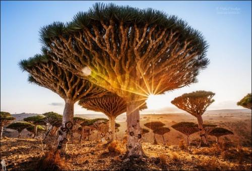 Остров сокотра, Йемен. 01