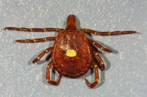 В южных и восточных штатах США живёт клещ Lone Star Tick. 02