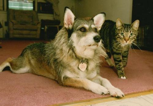 Приютская собака по имени Джинни спасла не одну сотню бродячих котов.