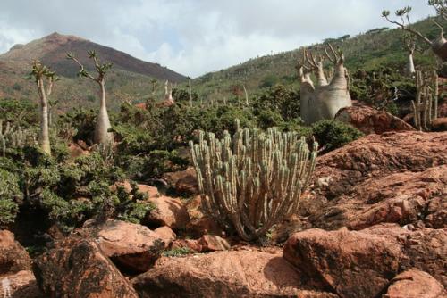 Остров сокотра, Йемен. 03