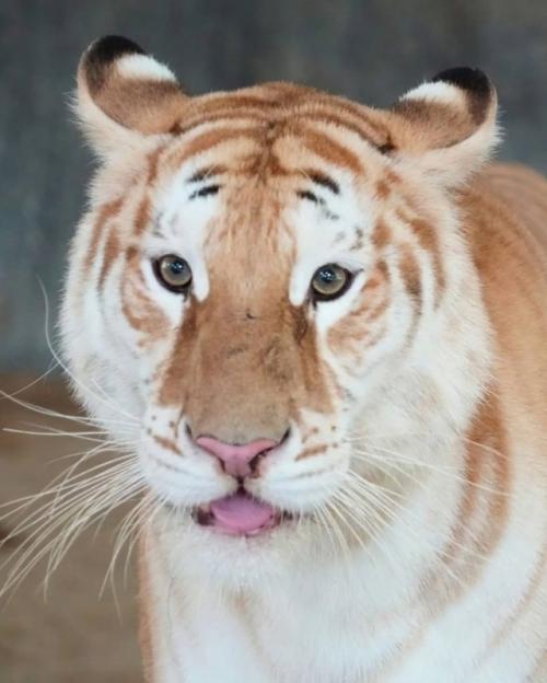 Познакомьтесь с тигрицей Авой. 02