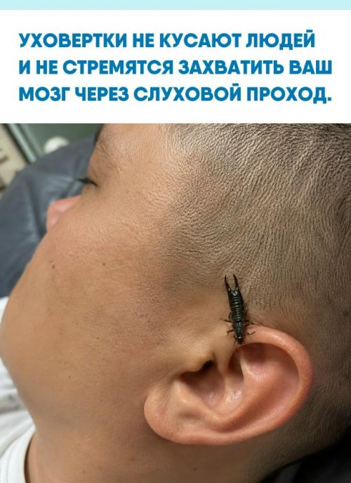 Миф о насекомых, заползающих в уши для откладывания яиц, не имеет под собой реальных медицинских оснований.  