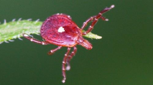 В южных и восточных штатах США живёт клещ Lone Star Tick. 01