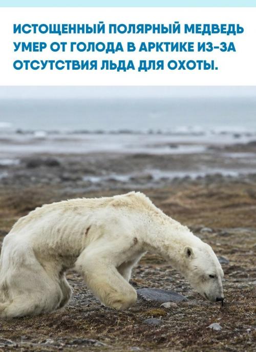 На кадрах из заброшенной рыбацкой деревни запечатлен умирающий медведь, чье тело превратилось в обтянутый кожей скелет.  