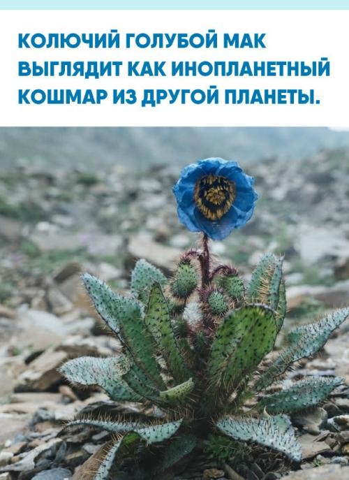 Этот странный цветок кажется кадром из 