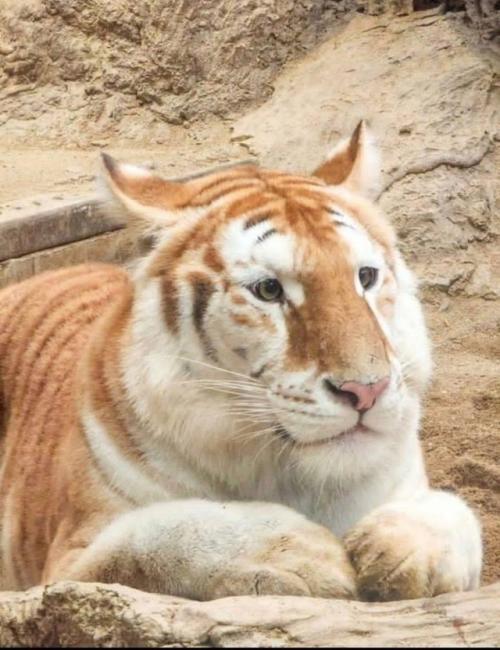Познакомьтесь с тигрицей Авой. 03