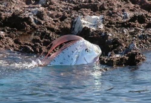 Сельдяной король (Regalecus Glesne). 02