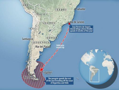 Пингвин каждый год проплывает более 8 тысяч километров, чтобы встретиться со своим спасителем. 09