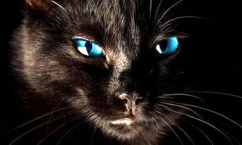 Факты и суеверия про черную кошку.