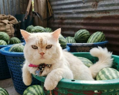 На тайской ферме появился самый ленивый Работник урожая - кот перл, который каждый день устраивается среди арбузов с видом главного контролёра. 02