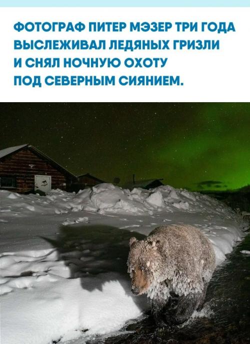 Ради уникальных кадров автор установил в заснеженной глуши три скрытые фотоловушки.