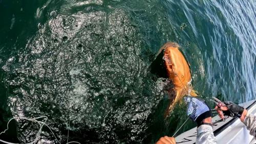 У берегов Коста-рики поймали акулу с уникальной мутацией - ксантизмом, из-за которого её чешуя стала ярко-жёлтой, как у Золотой Рыбки. 01