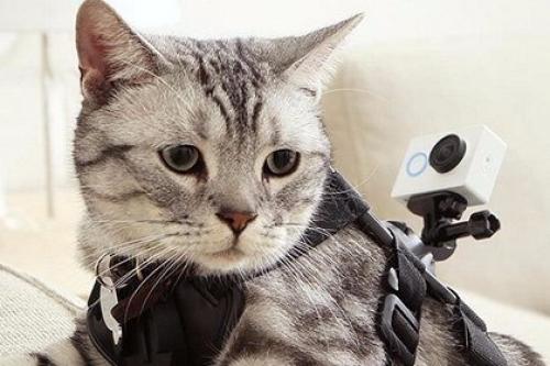 Xiaomi выпустила конкурента Gopro за 64 доллара.