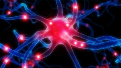 Гормоны и их действие.

