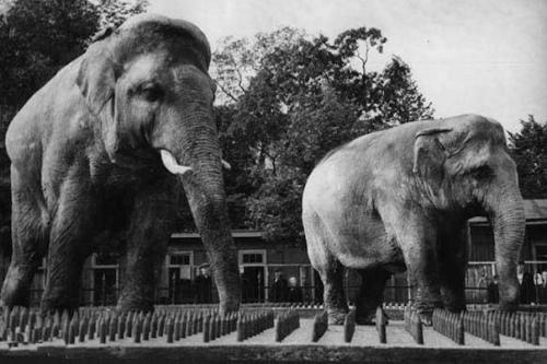 Когда в ходе франко-прусской войны немцы в 1870 году осадили Париж на пять месяцев, в городе быстро возникла нехватка продовольствия.