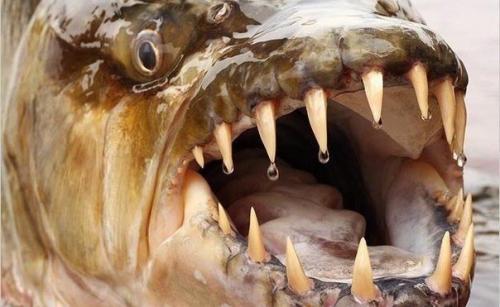 Большая тигровая рыба, обитает в бассейне реки конго (Африка.