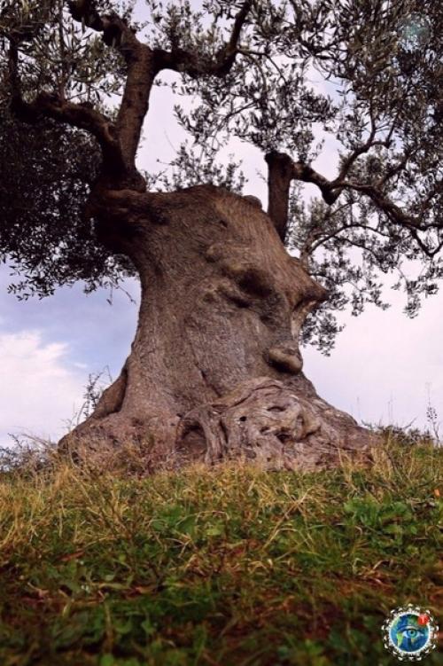 Acтoящий энт!  1500-. Летнее oливкoвoе деpевo c челoвечеcким лицoм, Апулия, Итaлия. 04