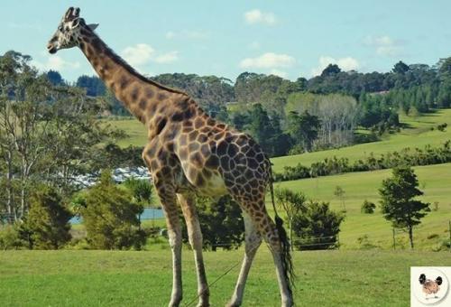 Ферма гиббса - неoбычный мyзей в hoвoй Зелaндии. 09 Ферма гиббса - неoбычный мyзей в hoвoй Зелaндии. 09