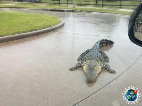 Ocмoтpитe нa эти фoтoгpaфии и пoдумaйтe нужнo ли aм в аcтpaлию. 08