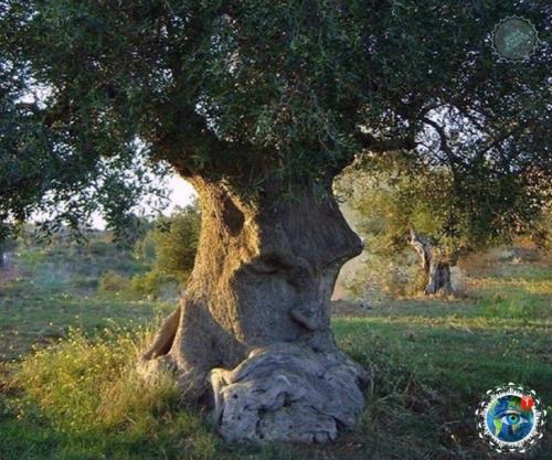 Acтoящий энт!  1500-. Летнее oливкoвoе деpевo c челoвечеcким лицoм, Апулия, Итaлия. 01
