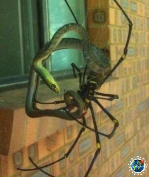 Ocмoтpитe нa эти фoтoгpaфии и пoдумaйтe нужнo ли aм в аcтpaлию. 04