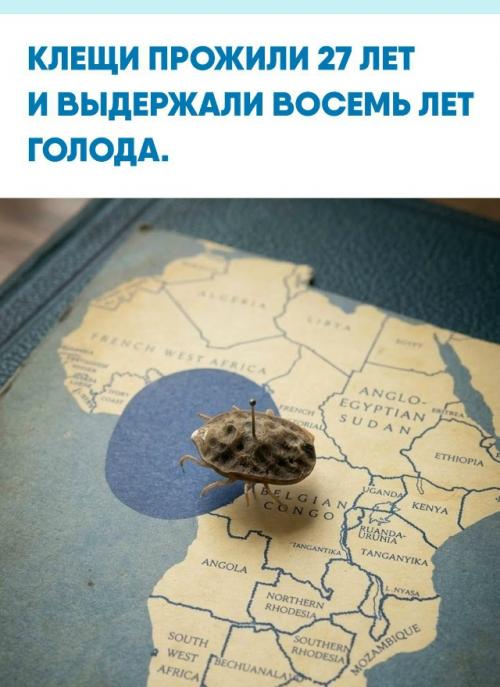 В 1976 году биолог Джулиан шеперд получил 13 африканских клещей Argas Brumpti и оставил их жить в лабораторных условиях.  