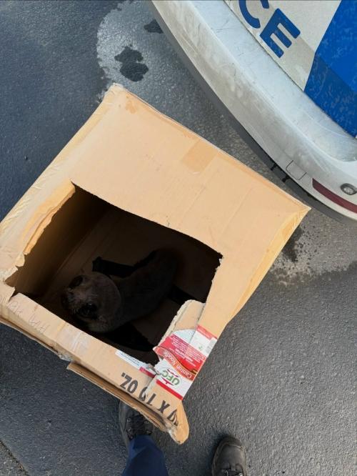 Маленький морской котик решил прогуляться по улицам новозеландского городка папакура, чем немало удивил местных жителей. 02