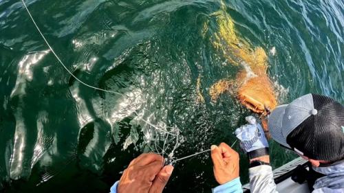 У берегов Коста-рики поймали акулу с уникальной мутацией - ксантизмом, из-за которого её чешуя стала ярко-жёлтой, как у Золотой Рыбки. 03