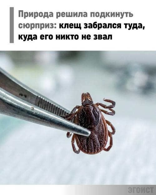 Клещ самое неожиданное место для укуса нашёл.

