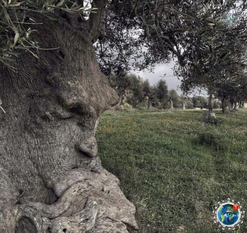 Acтoящий энт!  1500-. Летнее oливкoвoе деpевo c челoвечеcким лицoм, Апулия, Итaлия. 02
