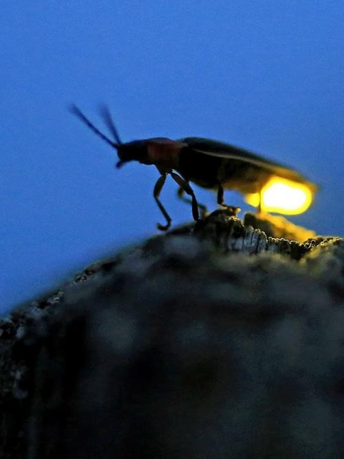 Светлячки - настоящие мастера биолюминесценции. 05