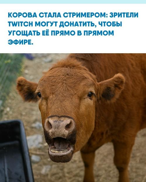 Стримы проходят в приюте Alveus, который некоммерчески помогает животным.