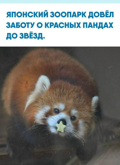 В Хамамацу обычное яблочное угощение для красных панд превращают в маленькое произведение искусства.  
