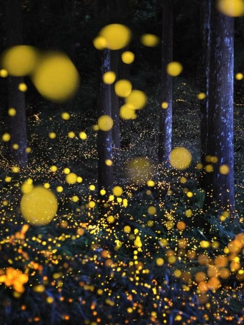 Светлячки - настоящие мастера биолюминесценции. 01