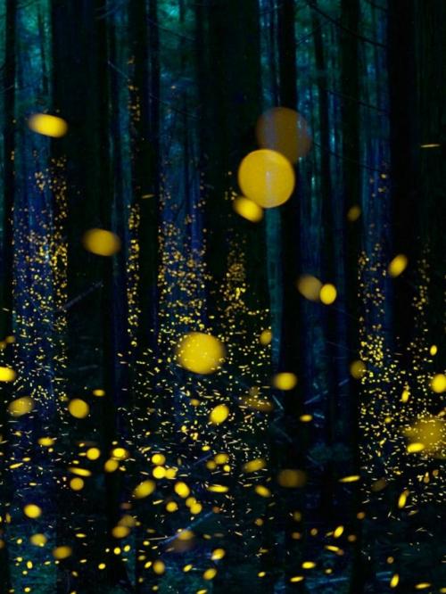Светлячки - настоящие мастера биолюминесценции. 06