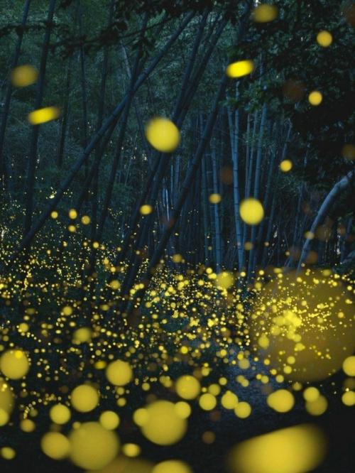 Светлячки - настоящие мастера биолюминесценции. 04